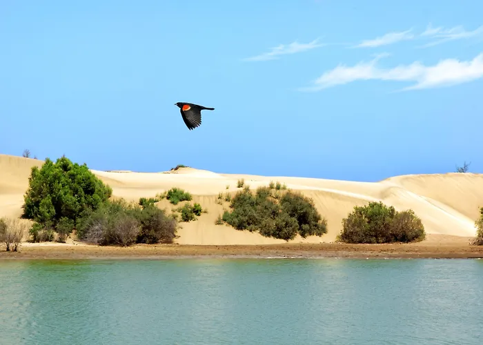 Appartamento Tamara Maspalomas (Gran Canaria)